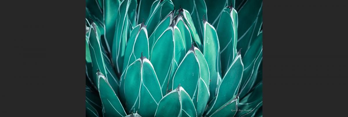 Agave-Victiorae 0074