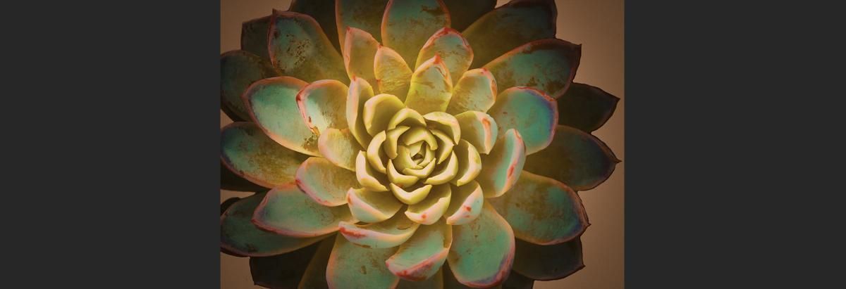 succulent-green-ws4Edit-2-Edit-Edit
