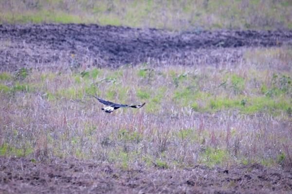 Mexican Eagle in a field