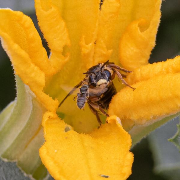 Momma bee and baby bee in a flower