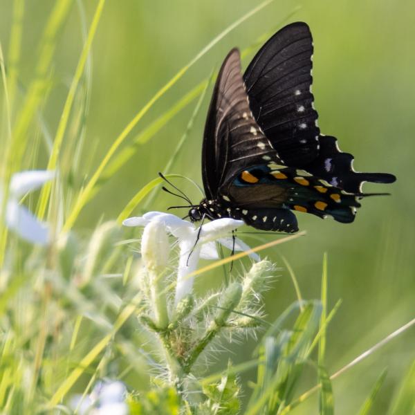 Butterfly finding nectar in a white flower 