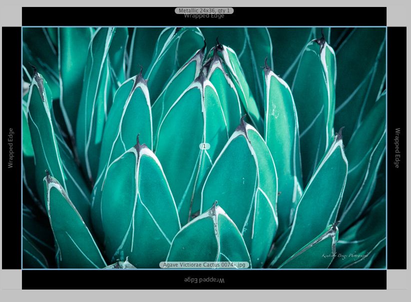 Agave Victiorae showing black border