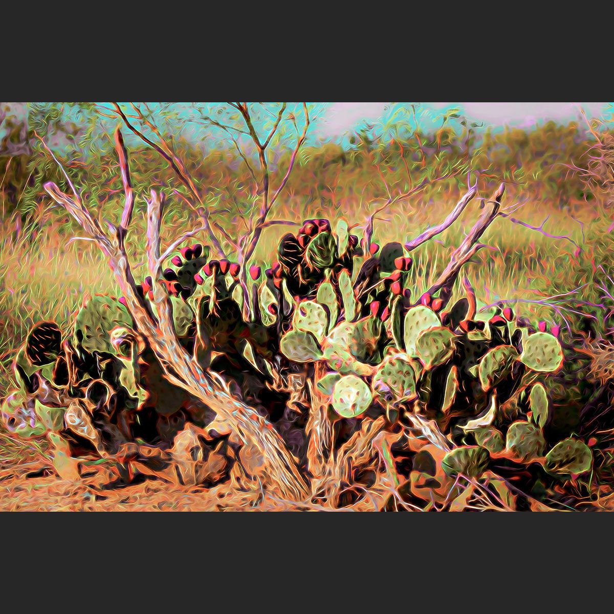 Texas Prickly Pear
