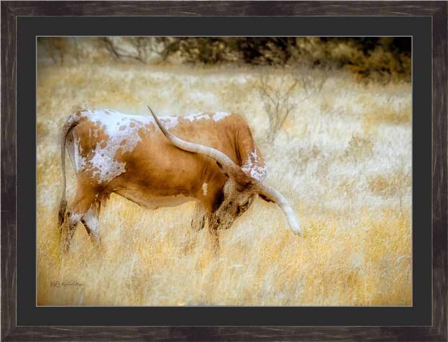 The majestic Longhorn in the golden Texas fields 