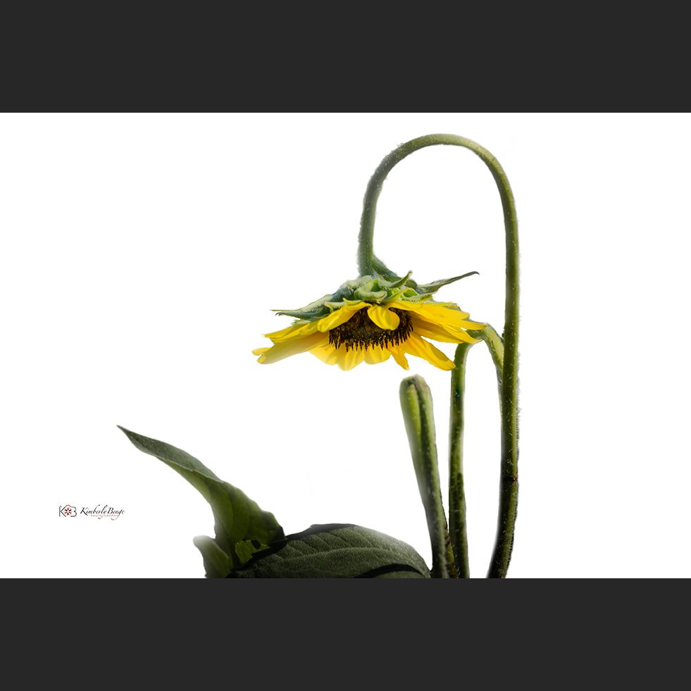 Beauty and Goodness even when you're down