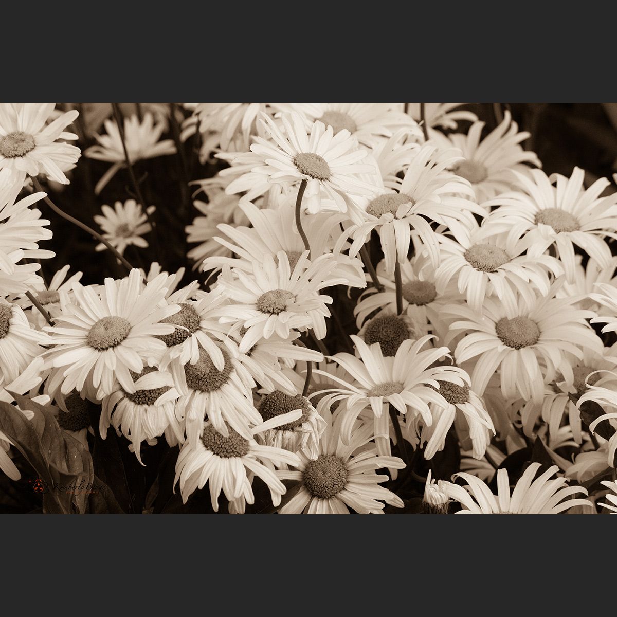 Daisies and more Daisies