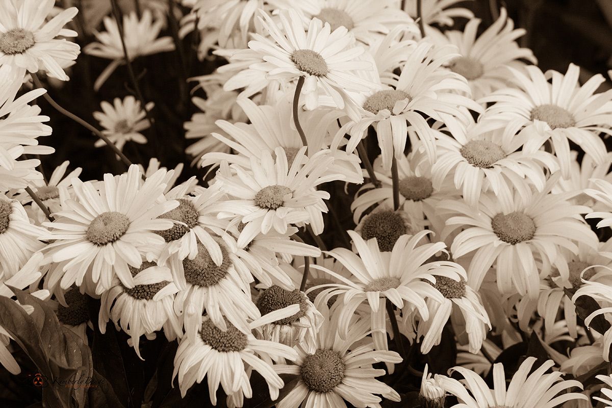 Daisies and more Daisies