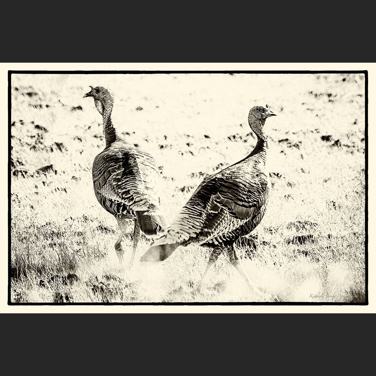 Goble Goble wild turkey print on 12x18 Print on Maple Wood