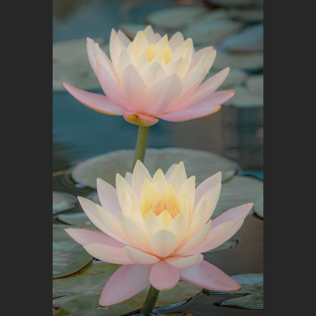 Waterlilies I